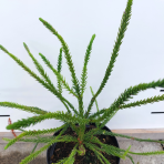 Kryptoméria japonská (Cryptomeria japonica) 'ARAUCARIOIDES' - výška 40-60 cm, kont. C3L (-30°C)